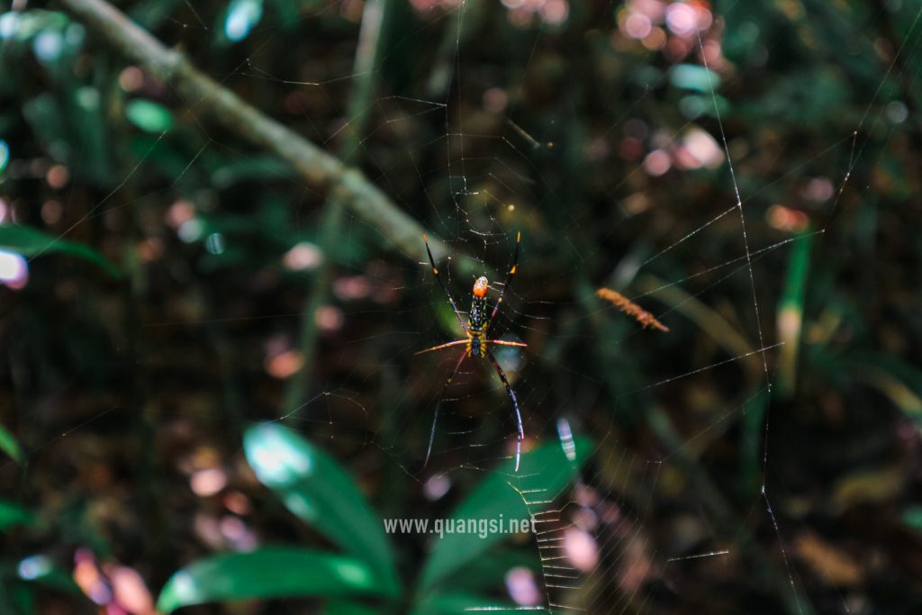 Nephila-pilides-spider-Phu-Quoc