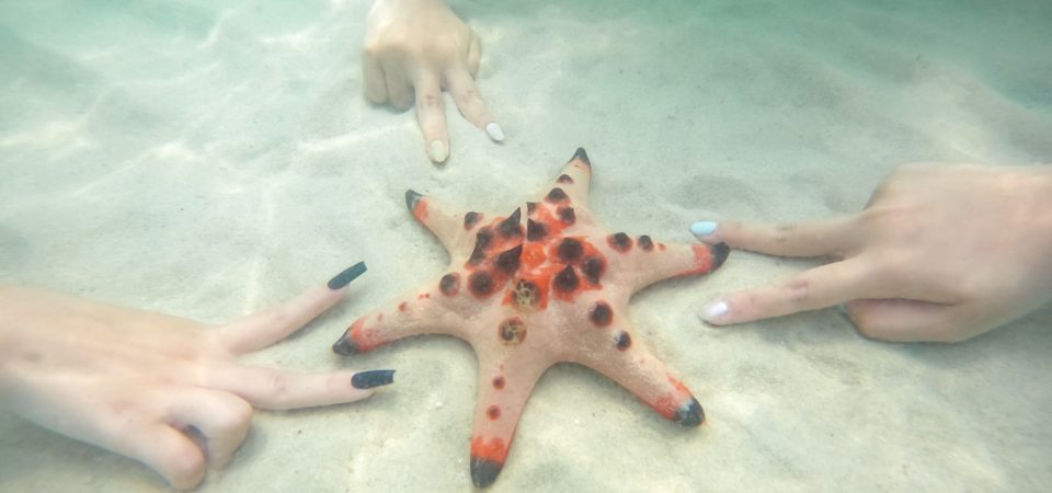 a rare 6 arms seastar