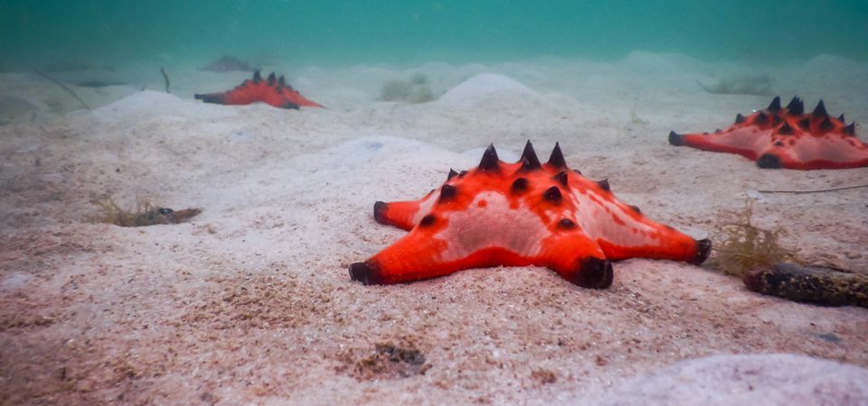 sea star