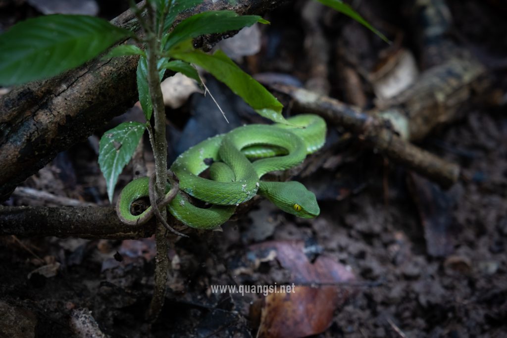 red-tails-pit-viper-phu-quoc