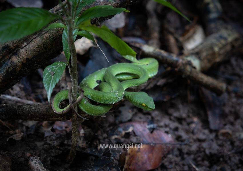 red-tails-pit-viper-phu-quoc