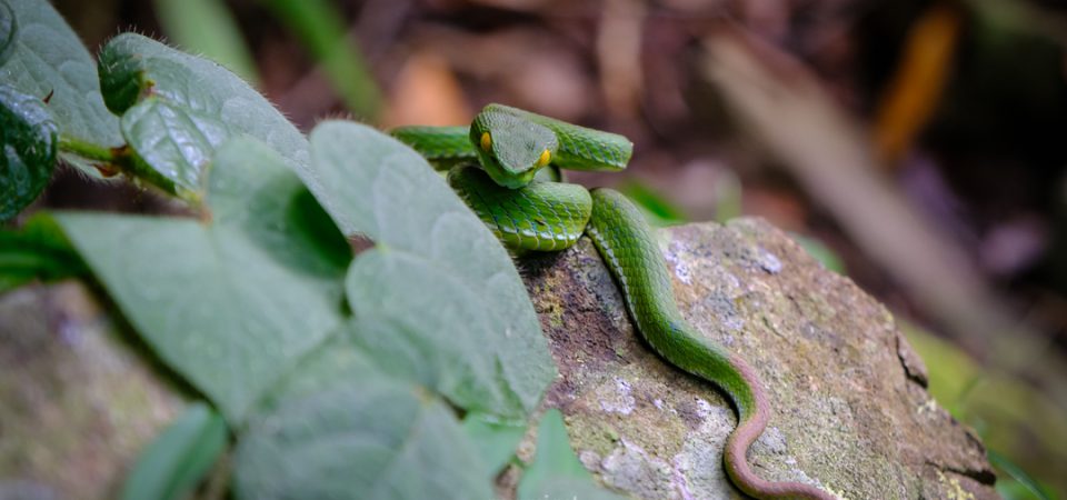 red-tails pit viper