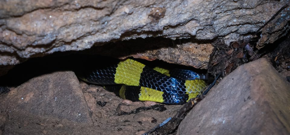 banded krait phu quoc