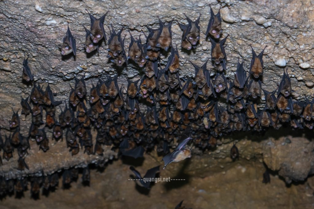 horse shoes bat in phu quoc