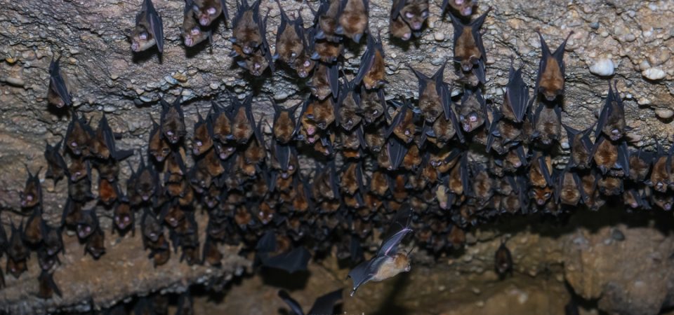 horse shoes bat in phu quoc