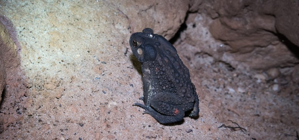 asian common toad phu quoc