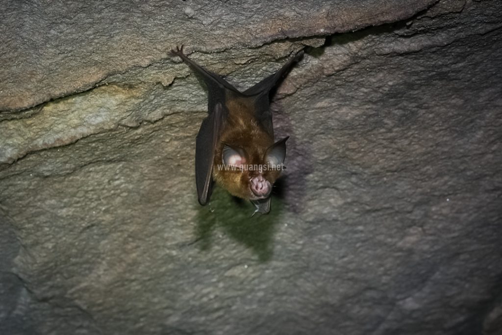 Ecosystem In Bat Cave Phu Quoc