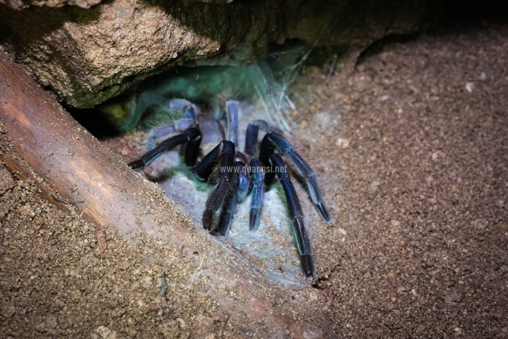 Ecosystem In Bat Cave Phu Quoc