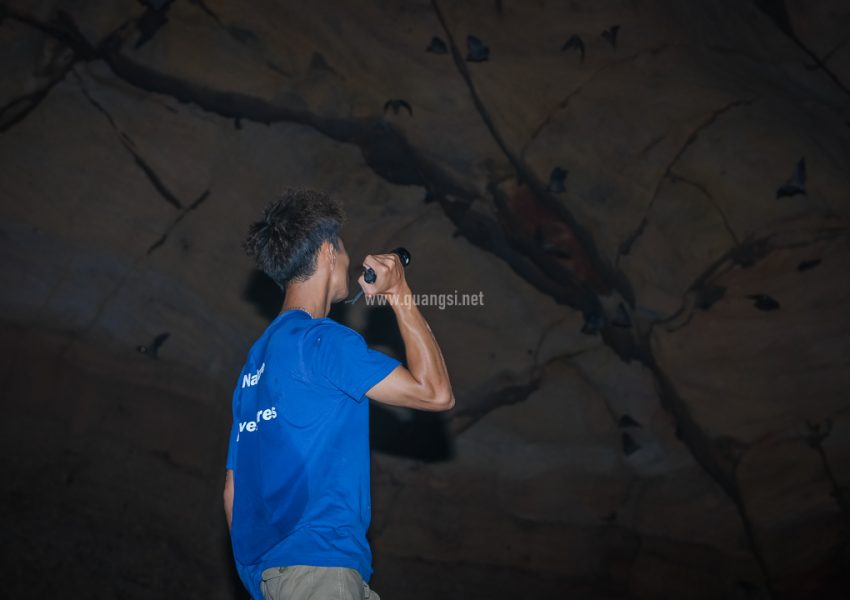 Ecosystem In Bat Cave Phu Quoc