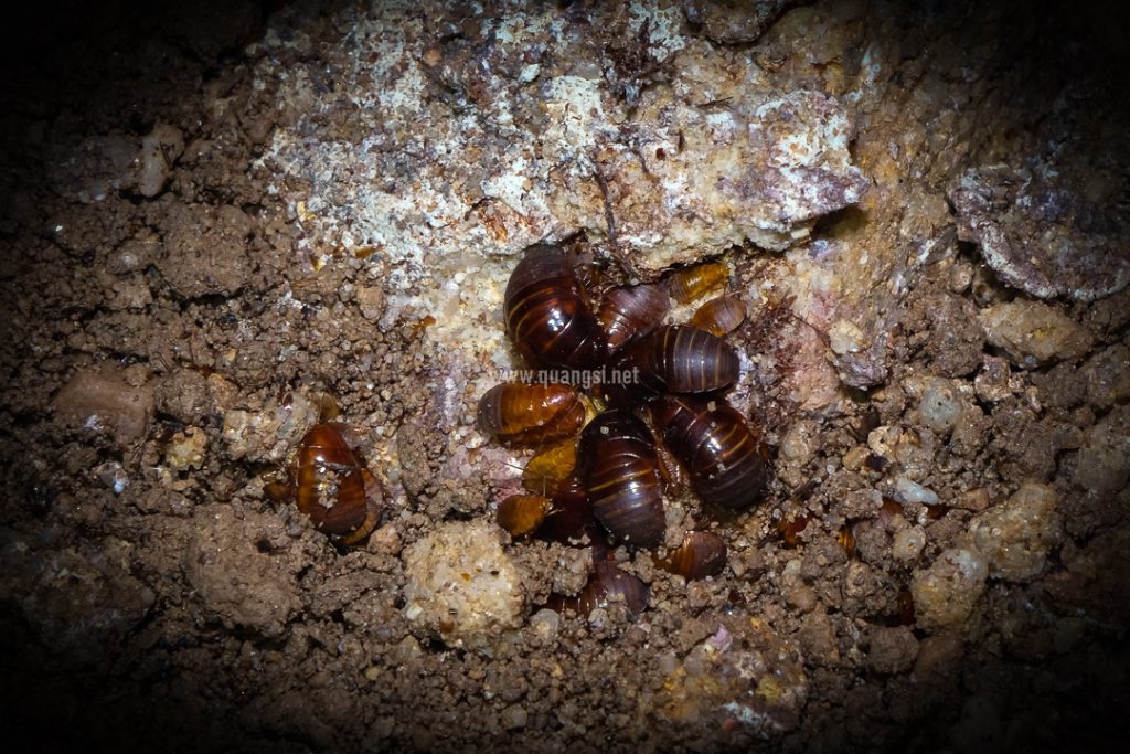 Ecosystem In Bat Cave Phu Quoc