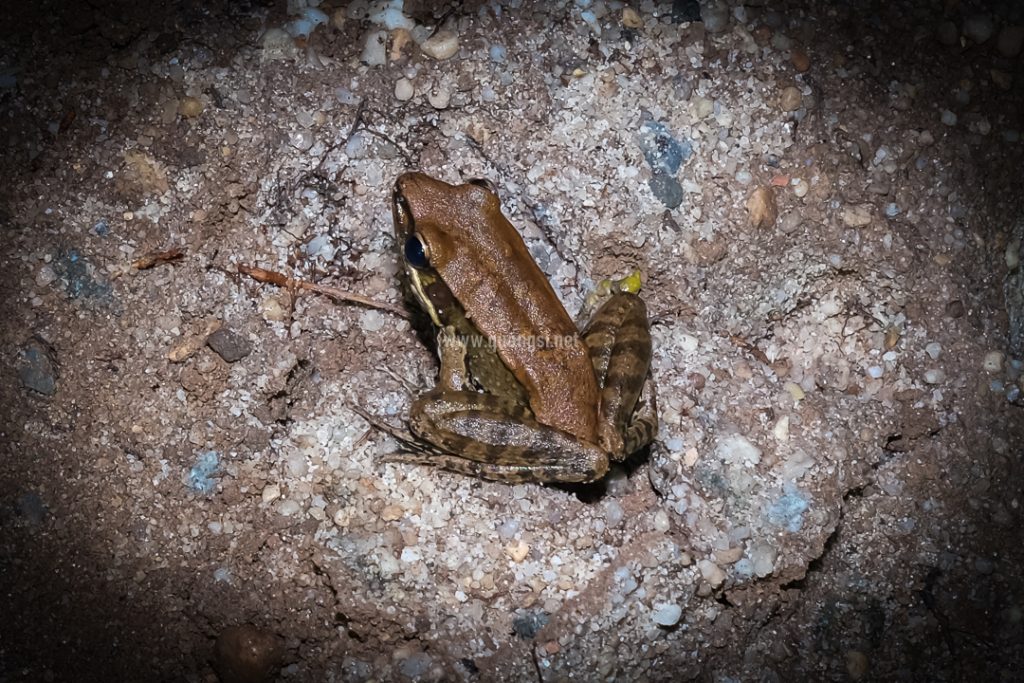 a frog sitting on the ground