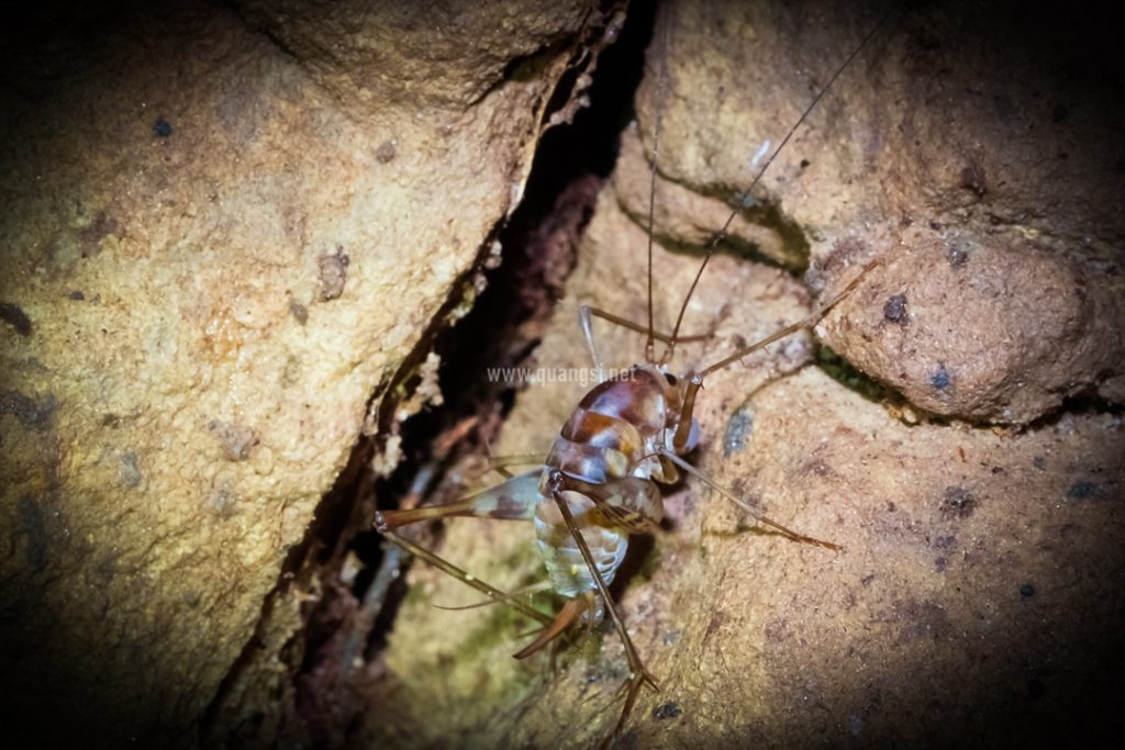 greenhouse camel cricket