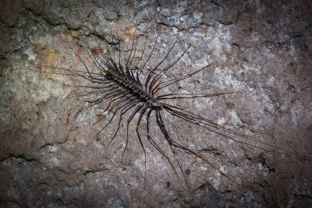 Ecosystem In Bat Cave Phu Quoc