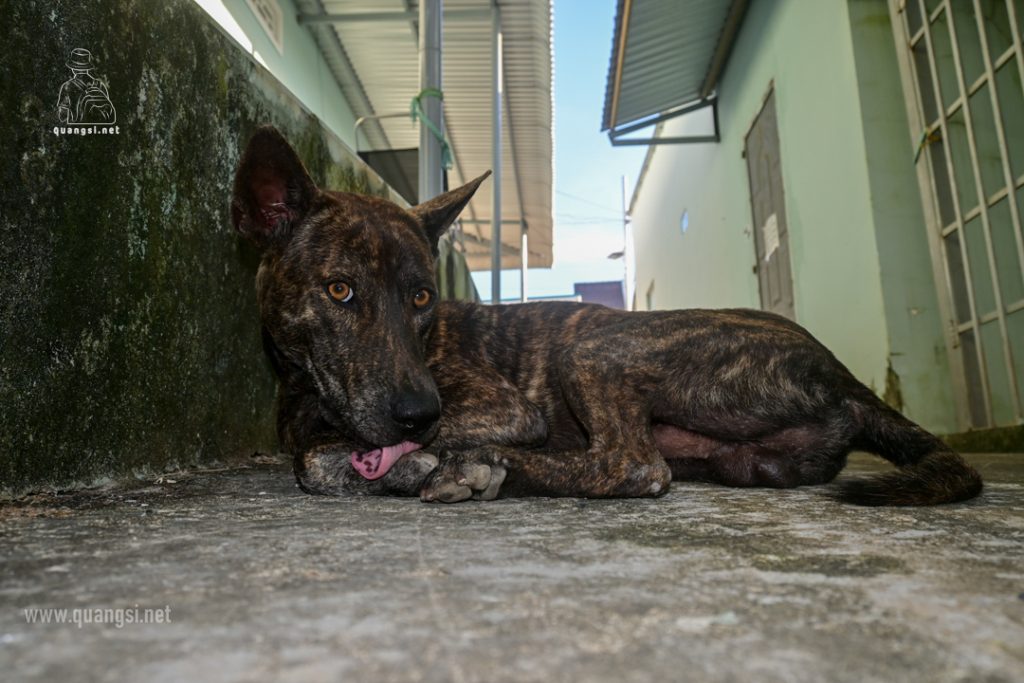 the phu quoc ridgeback dog