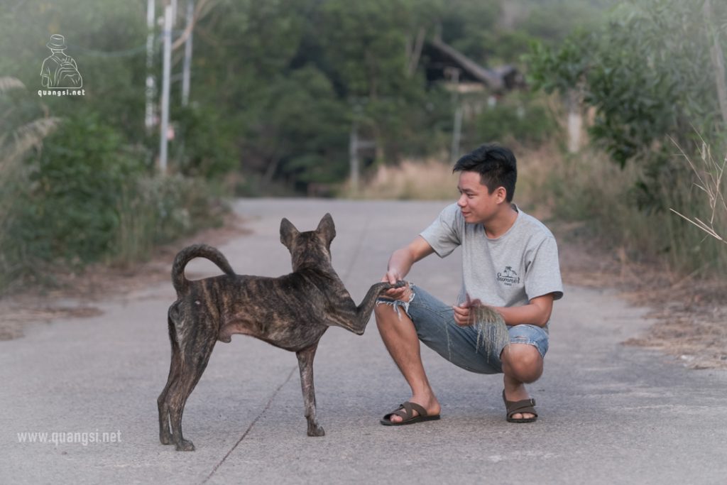 the phu quoc ridgeback dog