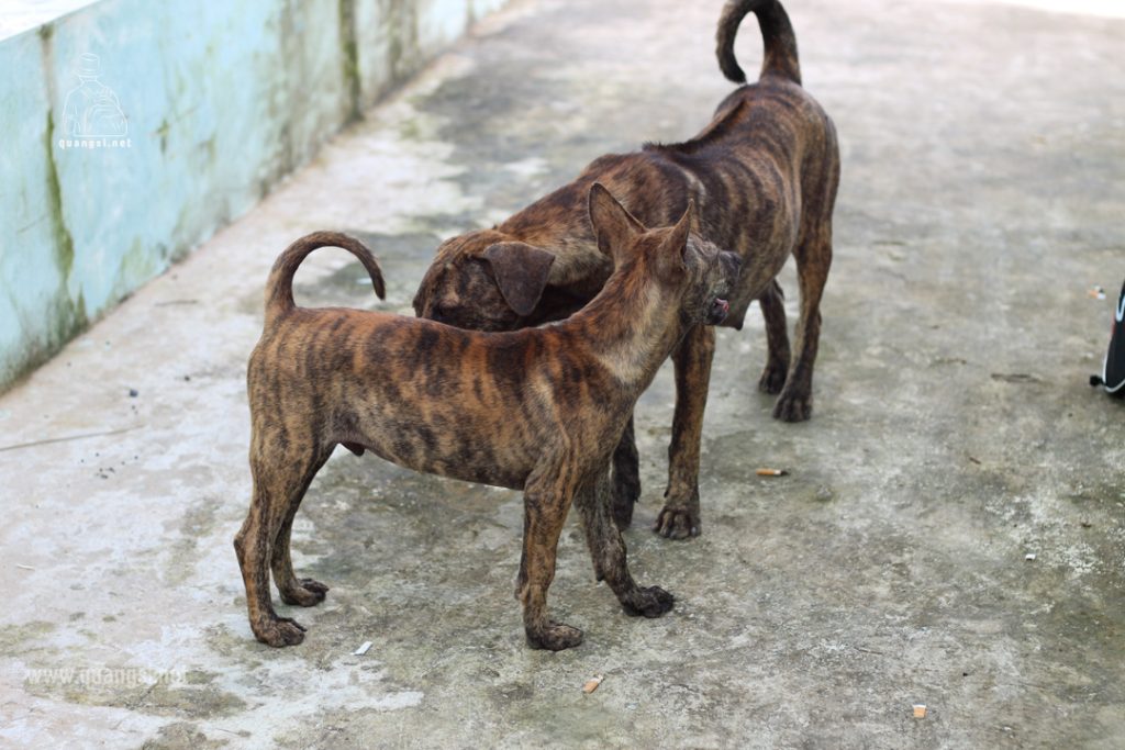 the phu quoc ridgeback dog