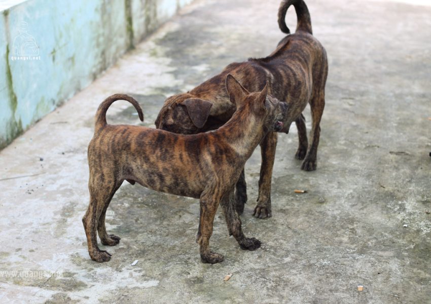 the phu quoc ridgeback dog