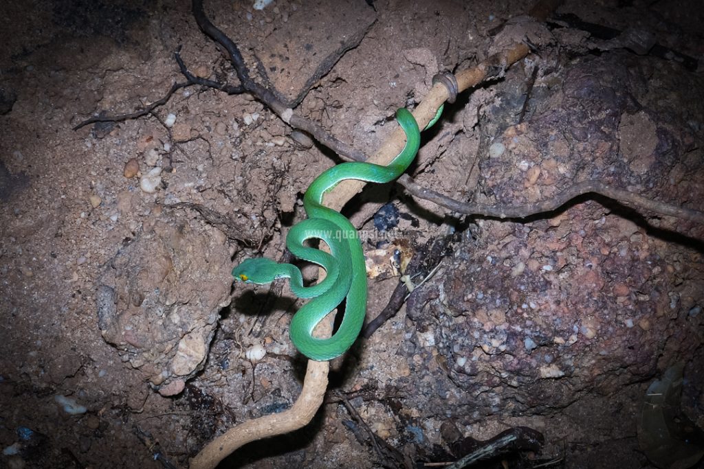 Ecosystem In Bat Cave Phu Quoc