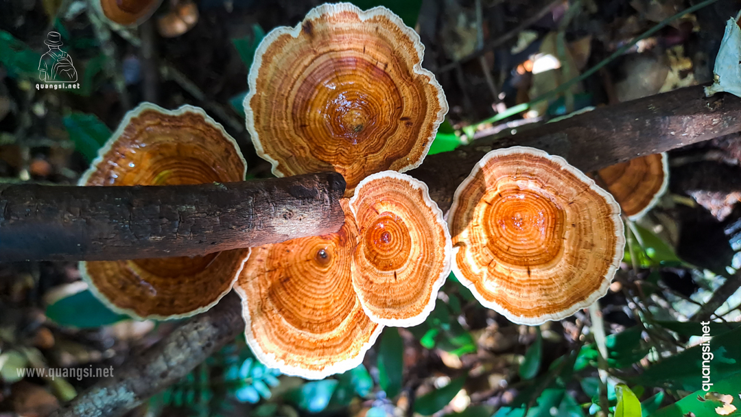 microporus xanthopus mushroom