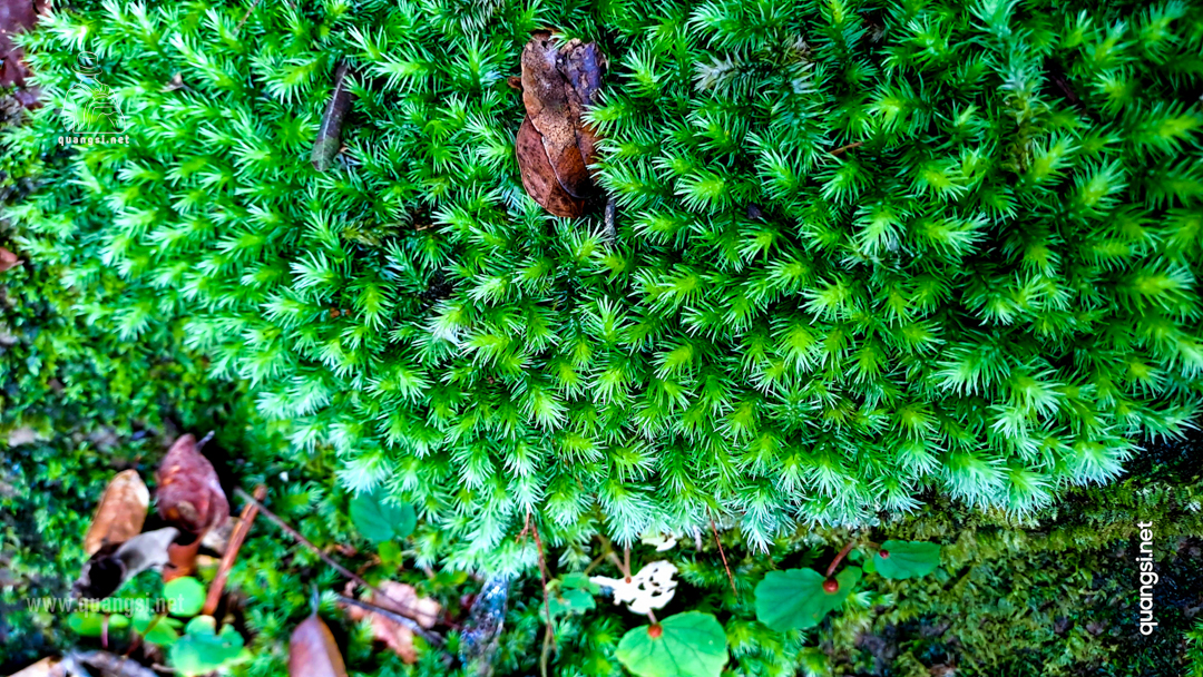 moss on a stone