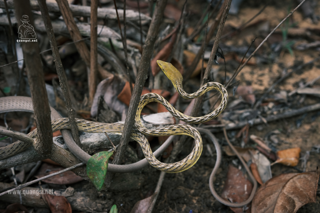 vine snake