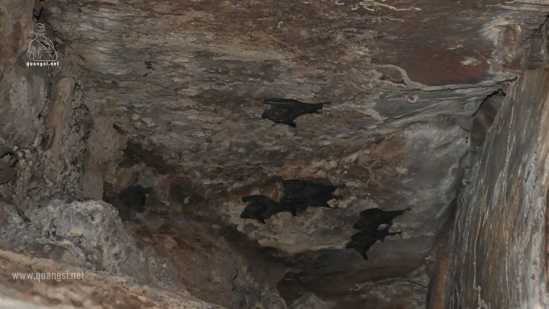 bats cave