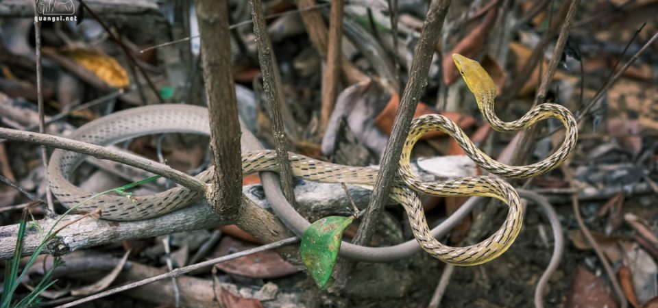 Jungle Night Herping in Phu Quoc Island