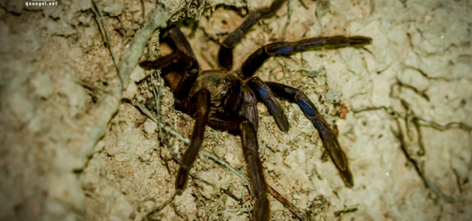 Jungle Night Herping in Phu Quoc Island