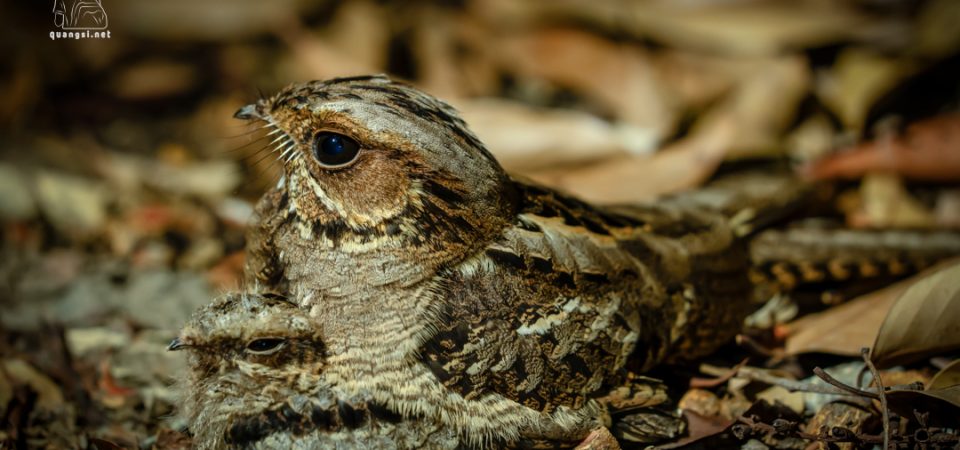 Jungle Night Herping in Phu Quoc Island