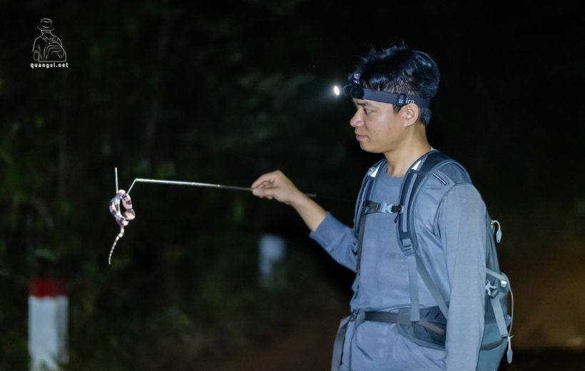 Jungle Night Herping in Phu Quoc Island