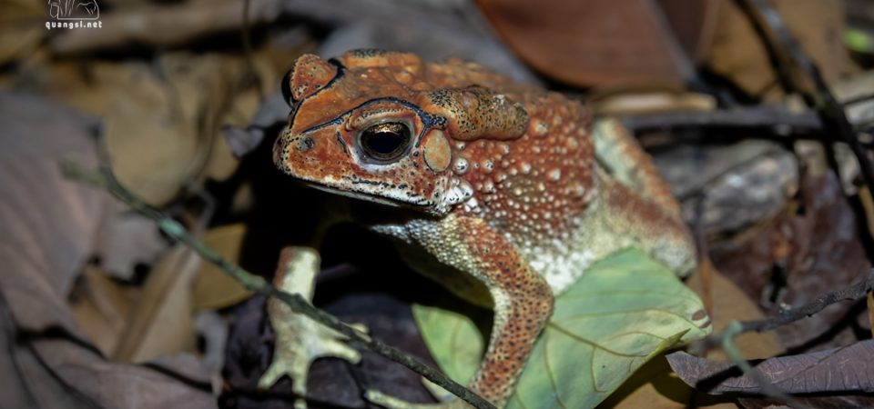 Jungle Night Herping in Phu Quoc Island