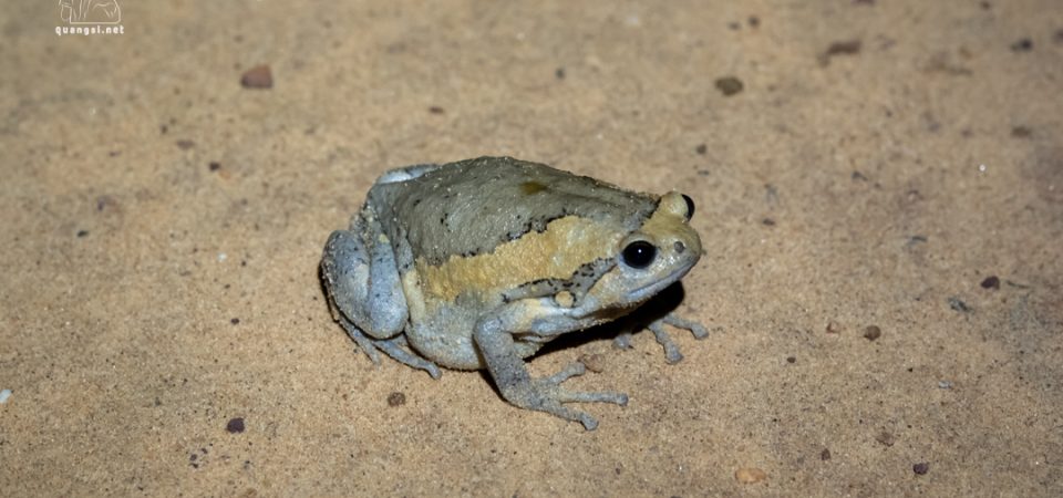 Jungle Night Herping in Phu Quoc Island