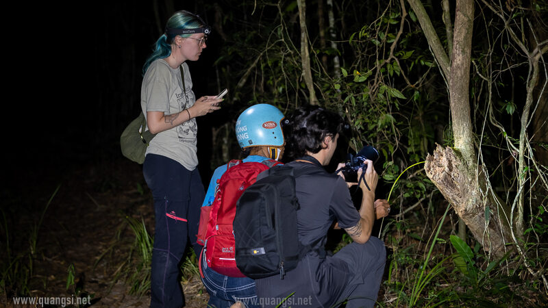 jungle night herping tour in phu quoc island