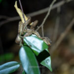 Gallery Thumbnail 16