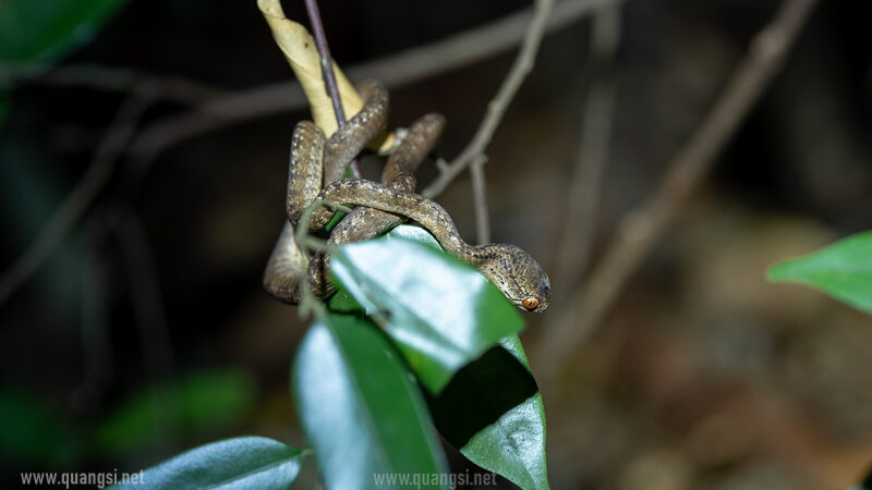 slug eater snake