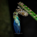 Gallery Thumbnail 17