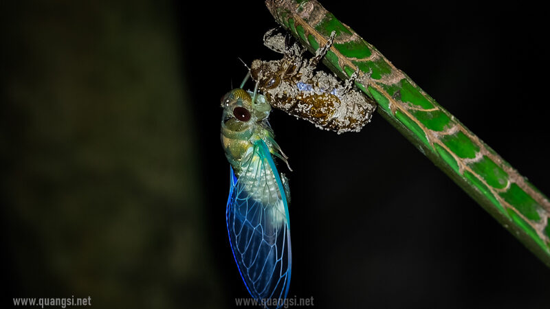 shredding cicada