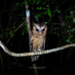 Gallery Thumbnail 18