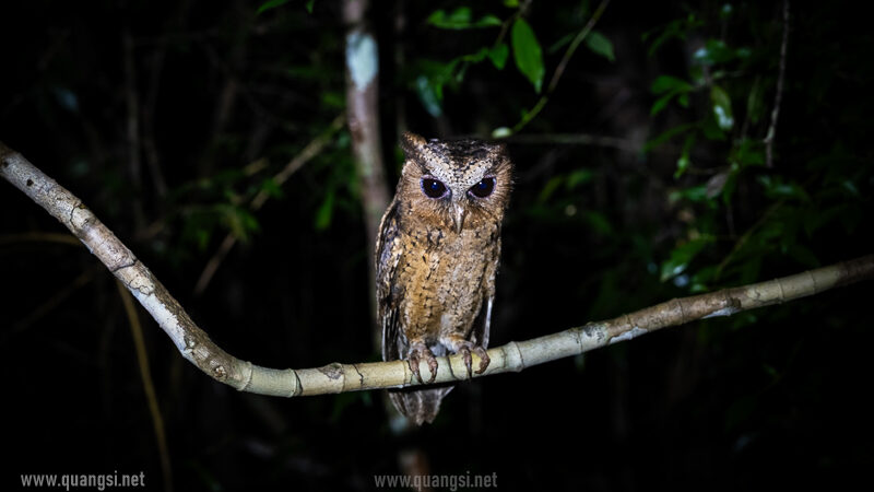 an owl
