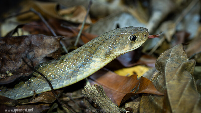 kukri snake