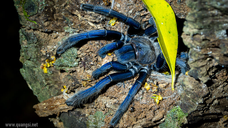 tarantula vietnam