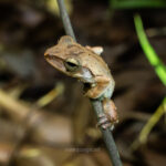 Gallery Thumbnail 12