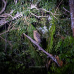 Gallery Thumbnail 21