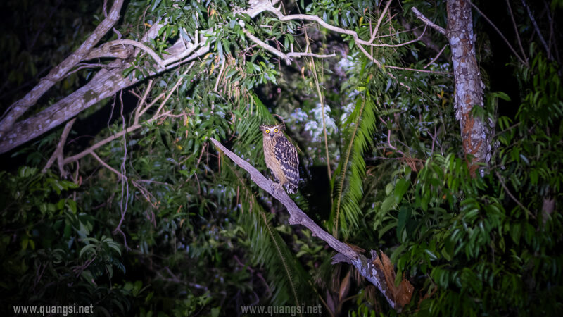 buffy owl
