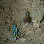 Gallery Thumbnail 22