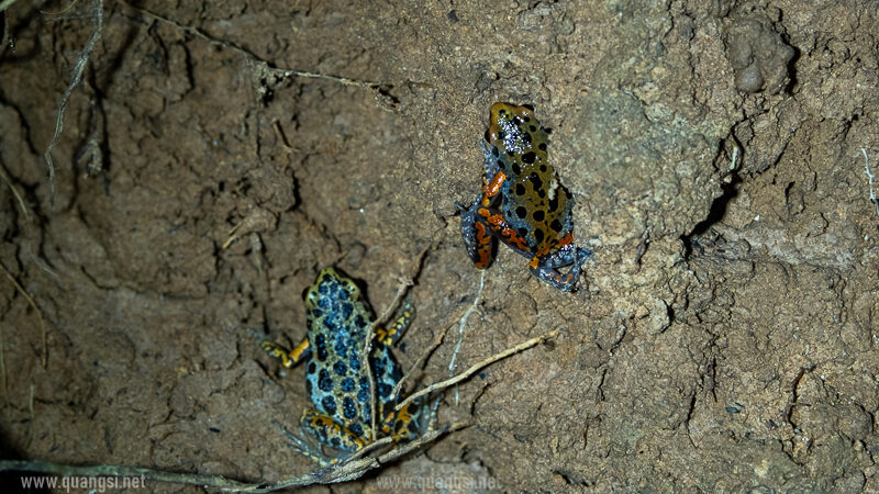 mada paddy frog