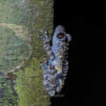 Gallery Thumbnail 19