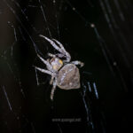 Gallery Thumbnail 23