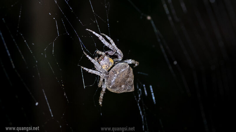 spider