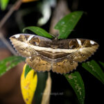 Gallery Thumbnail 24